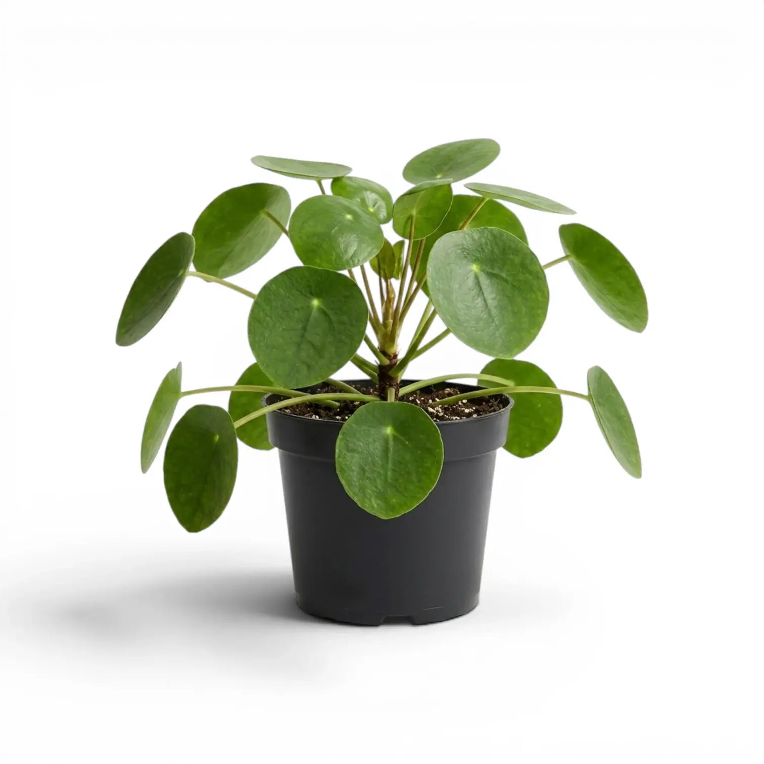Pilea peperomioides plant with round green leaves in a nursery pot on white background