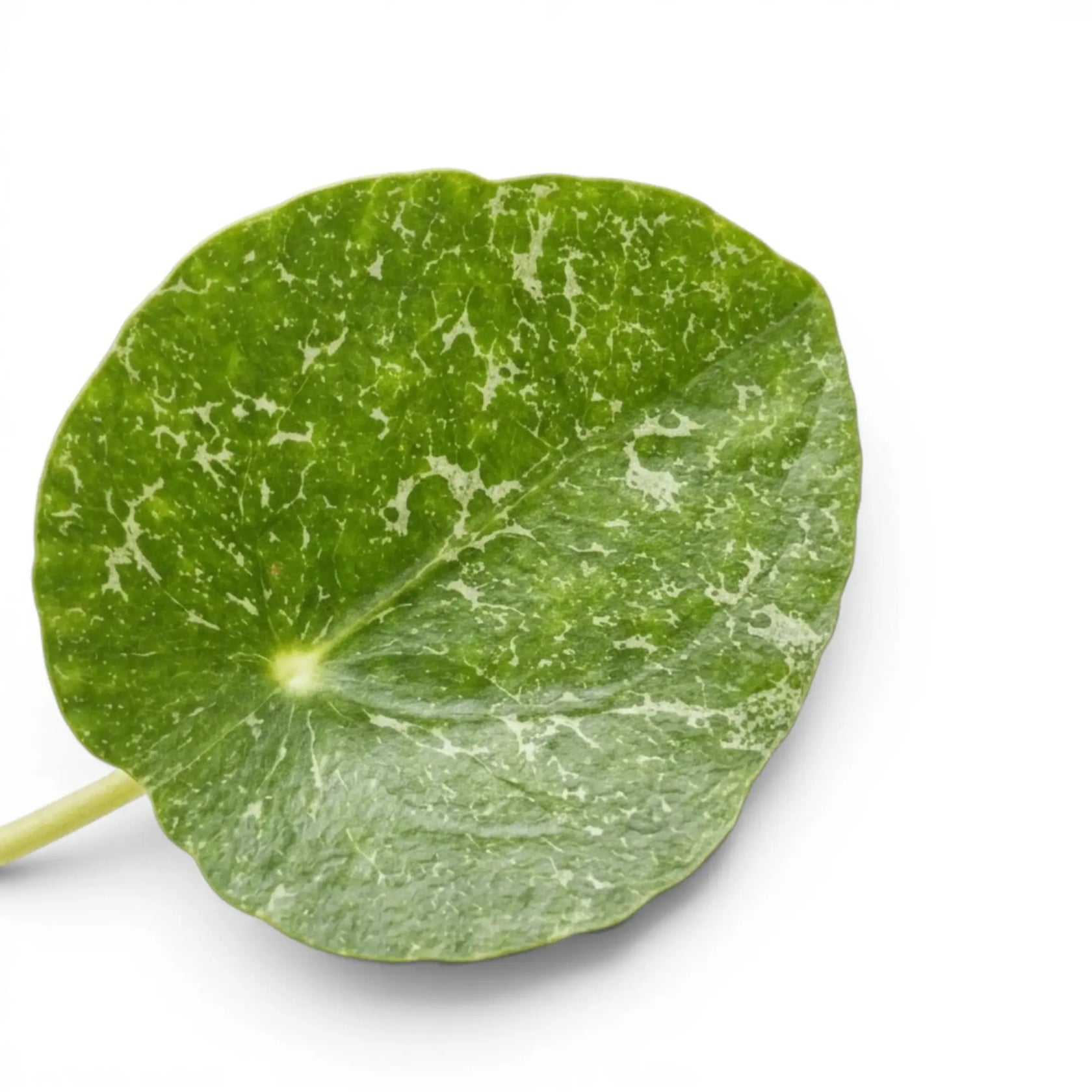 Pilea peperomioides Sugar round variegated foliage close-up on white background