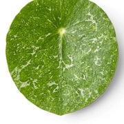 Pilea peperomioides Sugar round variegated foliage close-up on white background