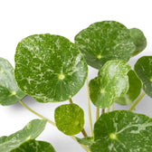 Pilea peperomioides Sugar round variegated foliage close-up on white background