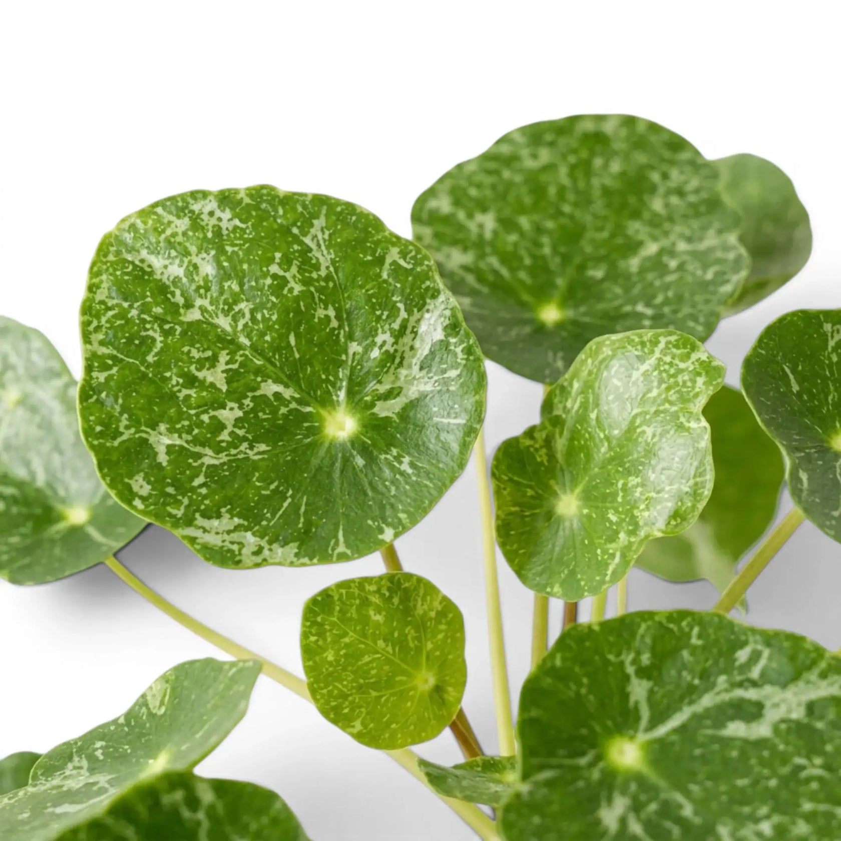 Pilea peperomioides Sugar round variegated foliage close-up on white background