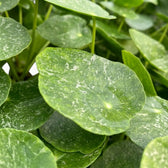 Pilea peperomioides Sugar round variegated leaf close-up on white background