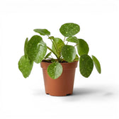 Pilea peperomioides Sugar plant with round variegated leaves in a nursery pot on white background