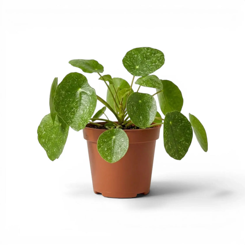Pilea peperomioides Sugar plant with round variegated leaves in a nursery pot on white background