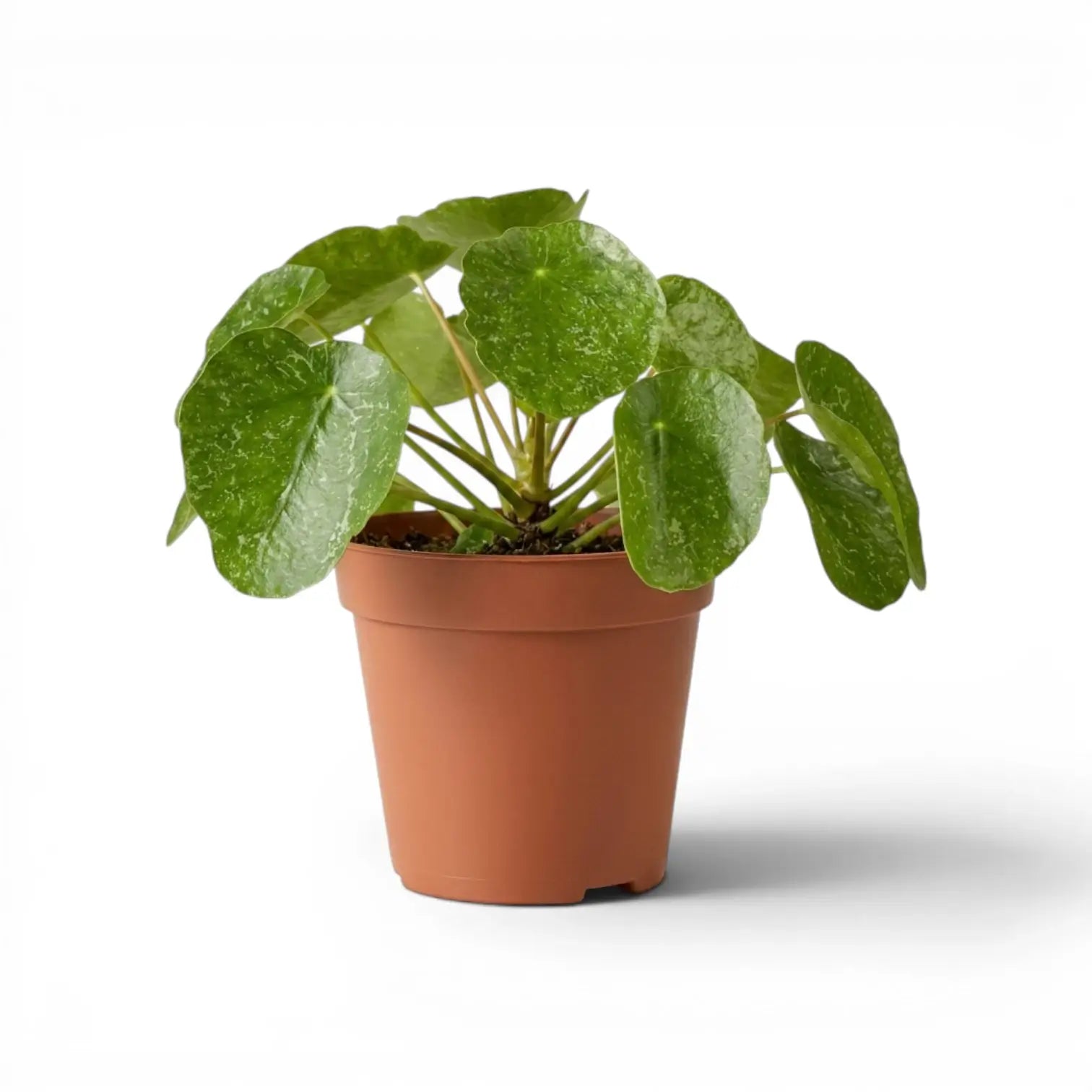 Pilea peperomioides Sugar plant with round variegated leaves in a nursery pot on white background