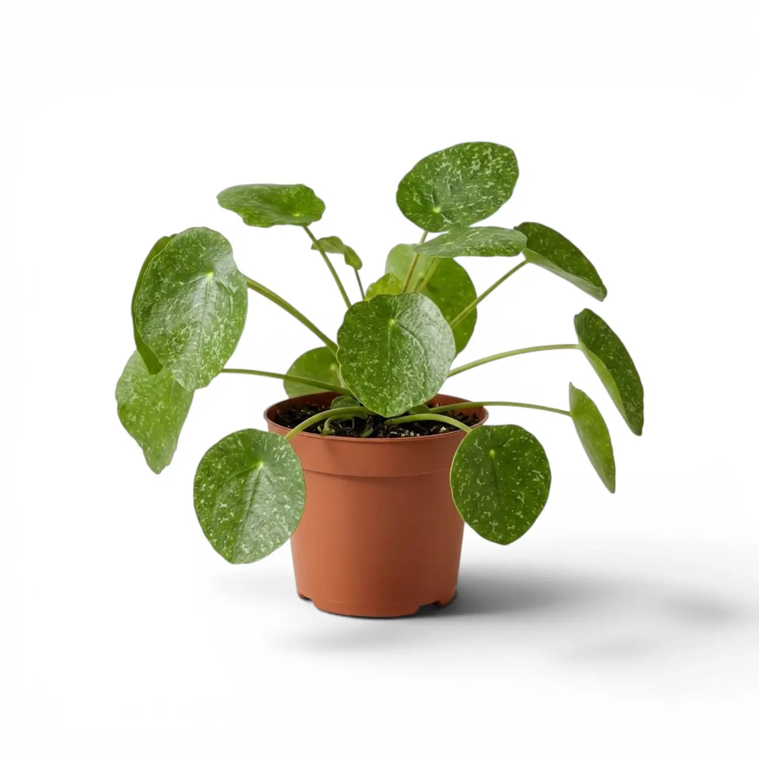 Pilea peperomioides Sugar plant with round variegated leaves in a nursery pot on white background