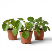Pilea peperomioides Sugar plant with round variegated leaves in a nursery pot on white background