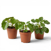 Pilea peperomioides Sugar plant with round variegated leaves in a nursery pot on white background