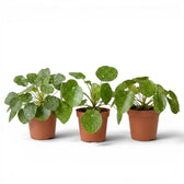 Pilea peperomioides Sugar plant with round variegated leaves in a nursery pot on white background
