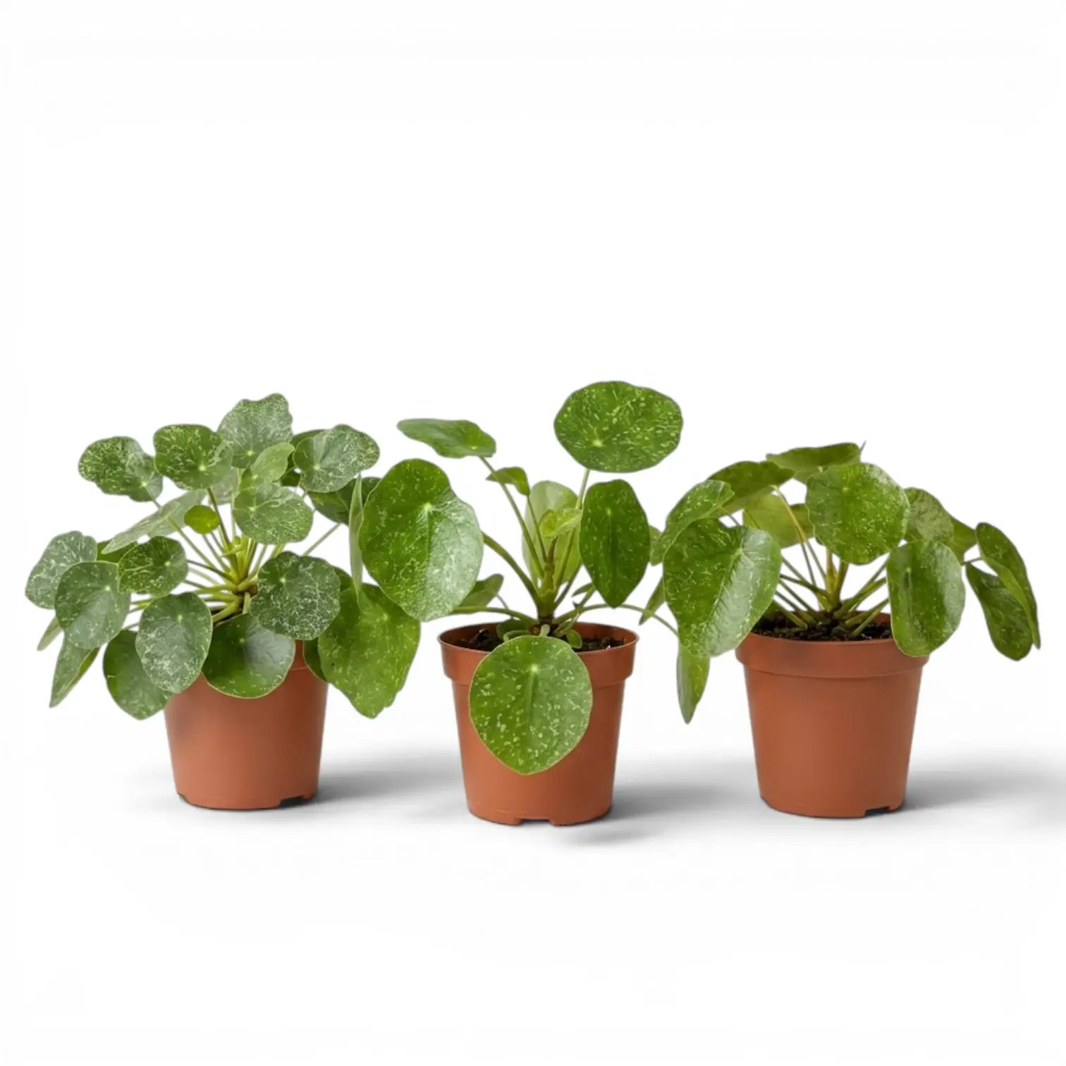 Pilea peperomioides Sugar plant with round variegated leaves in a nursery pot on white background