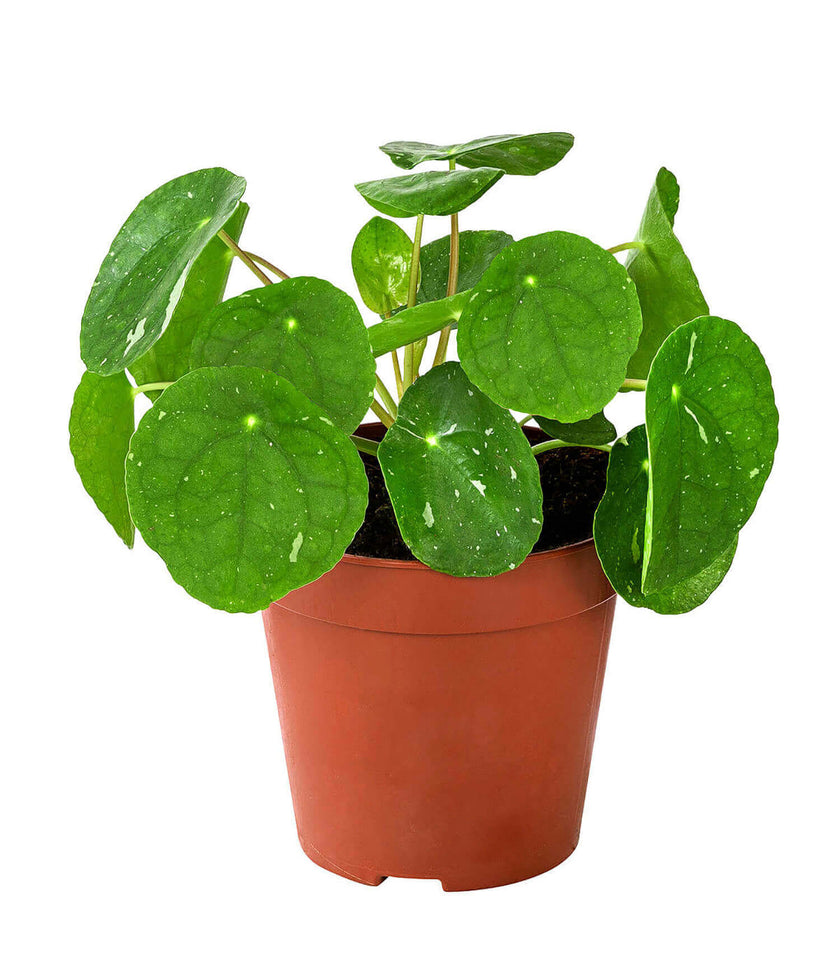 Pilea peperomioides 'White Splash' potted plant in nursery pot on white background.
