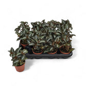 Pilea pubescens 'Silver Tree' potted plant in nursery pot on white background.