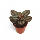 Pilea spruceana 'Norfolk' – Topfpflanze im Kulturtopf vor weißem Hintergrund, Produktfoto 4.