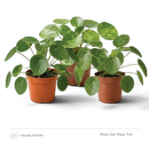 Pilea Trio plant set with three plants showing plain and mottled round leaves, angled view