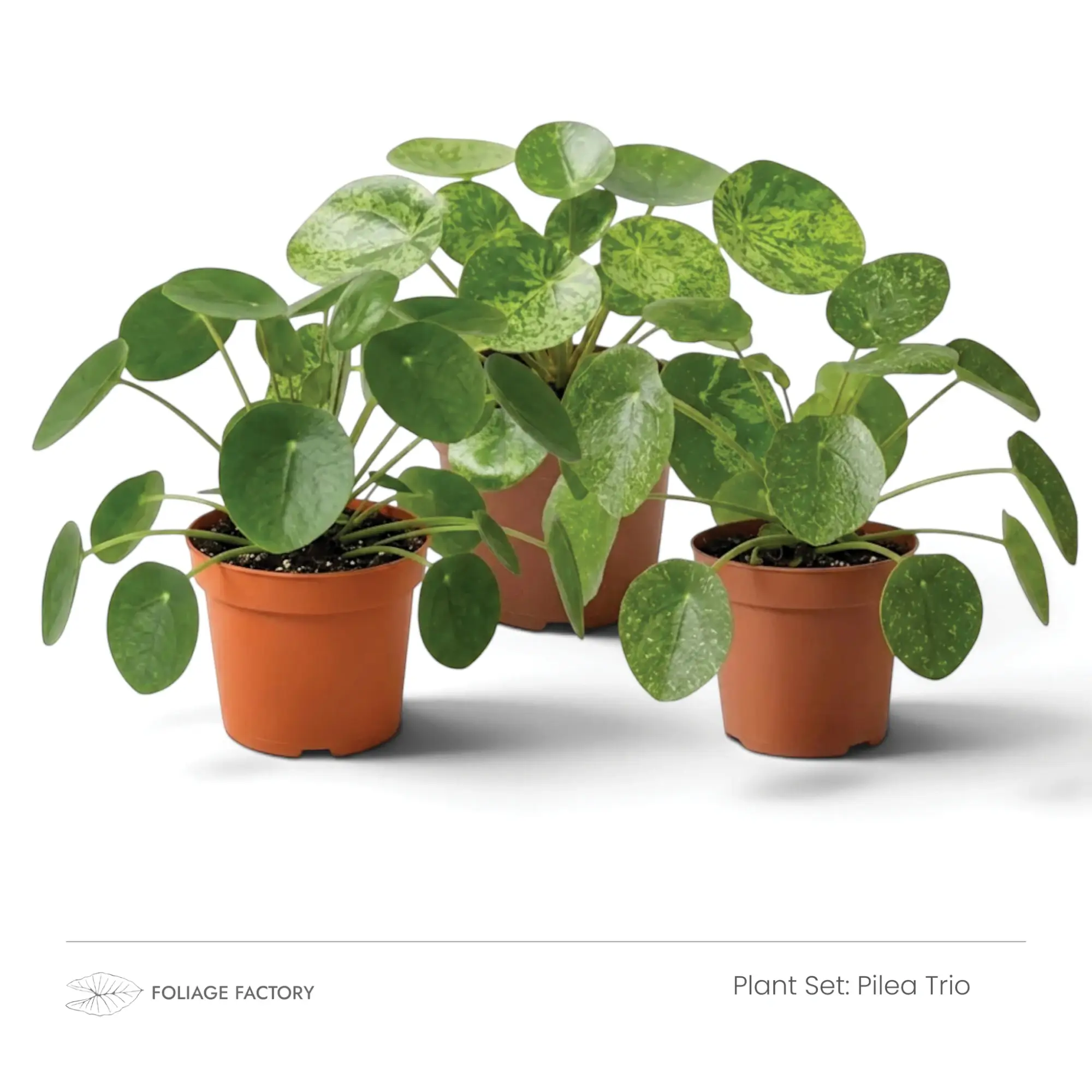 Pilea Trio plant set with three plants showing plain and mottled round leaves, angled view
