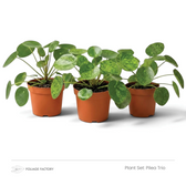Pilea Trio plant set with three round-leaved Pileas lined up in nursery pots