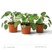 Pilea Trio plant set with three round-leaved Pileas lined up in nursery pots