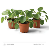 Three round-leaved Pileas from the Pilea Trio grouped closely in nursery pots