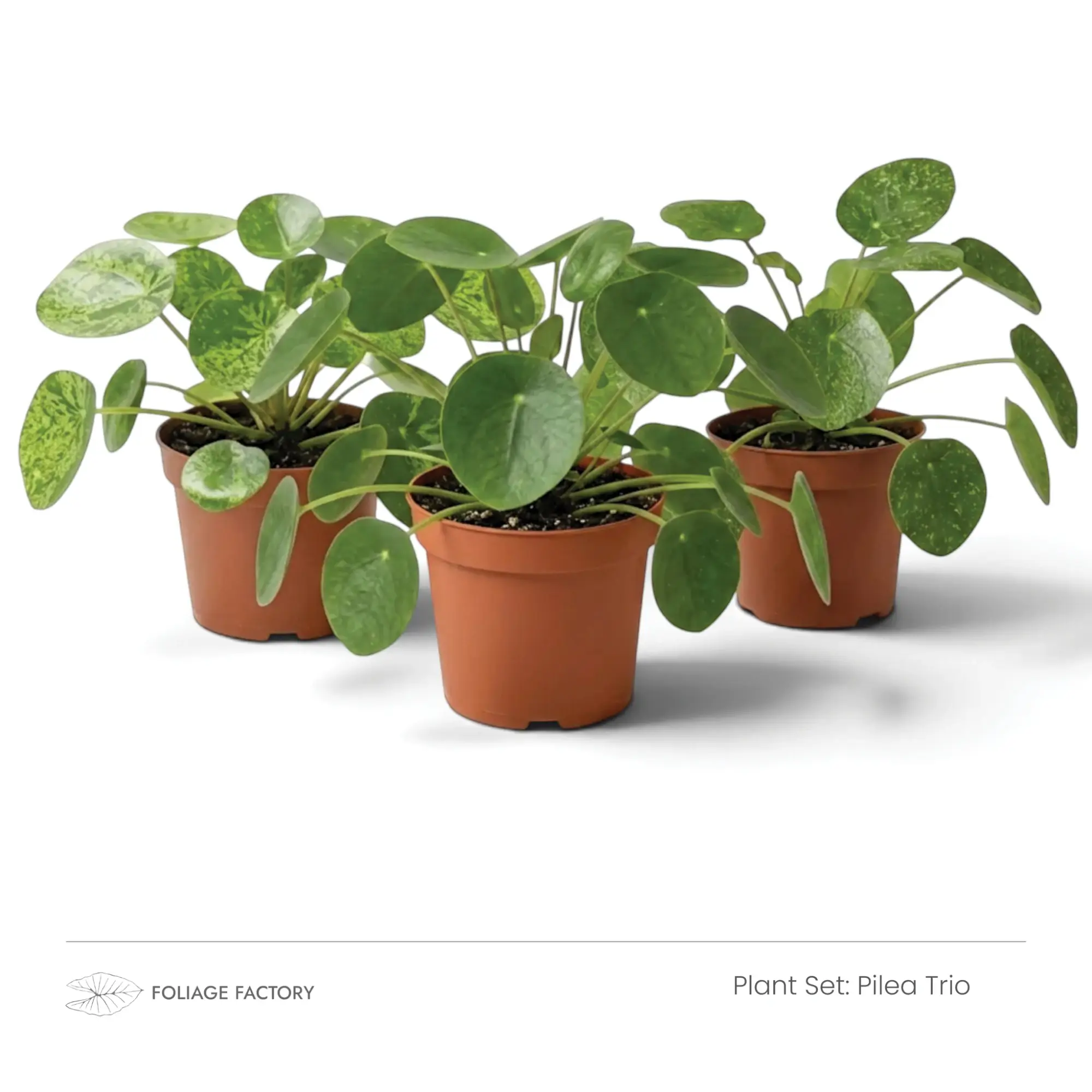 Three round-leaved Pileas from the Pilea Trio grouped closely in nursery pots
