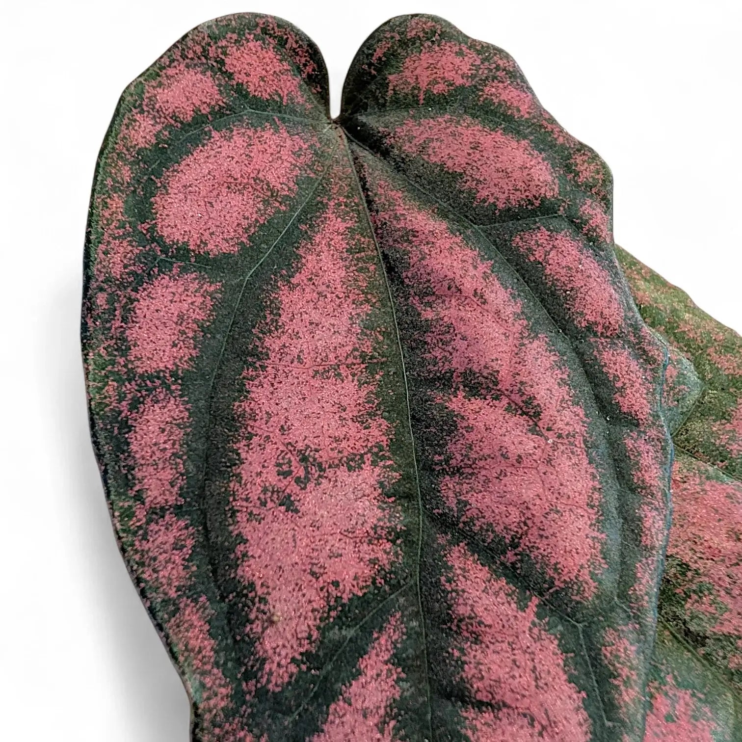 Piper argyrites pink close-up of leaf on white background.