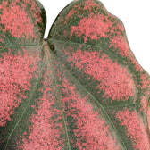 Piper argyrites pink potted plant in nursery pot on white background.