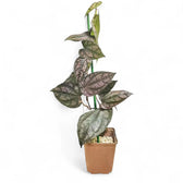 Piper argyrites pink potted plant in nursery pot on white background.