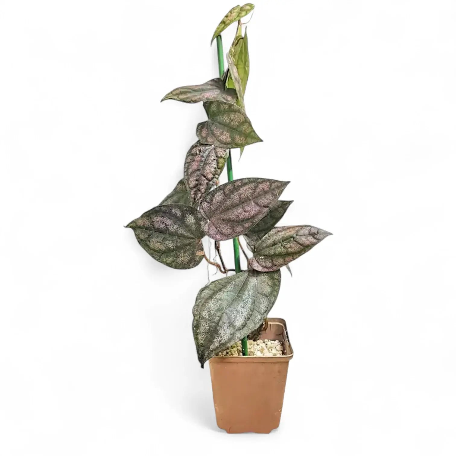 Piper argyrites pink potted plant in nursery pot on white background.