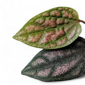 Piper argyrites pink potted plant in nursery pot on white background.