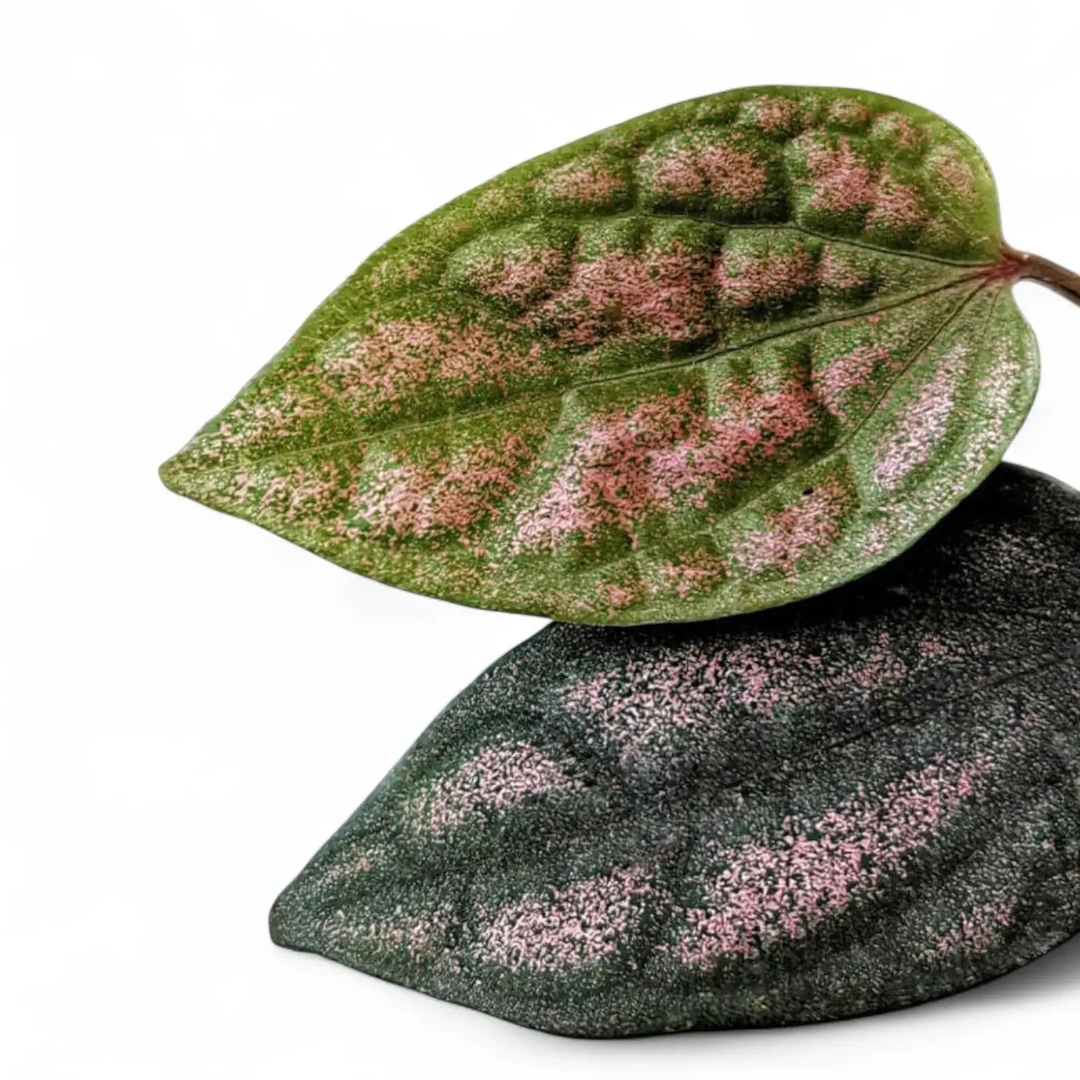Piper argyrites pink potted plant in nursery pot on white background.
