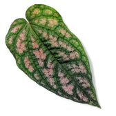 Piper argyrites pink potted plant in nursery pot on white background.