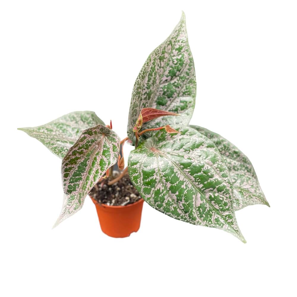 Piper crocatum potted plant in nursery pot on white background.