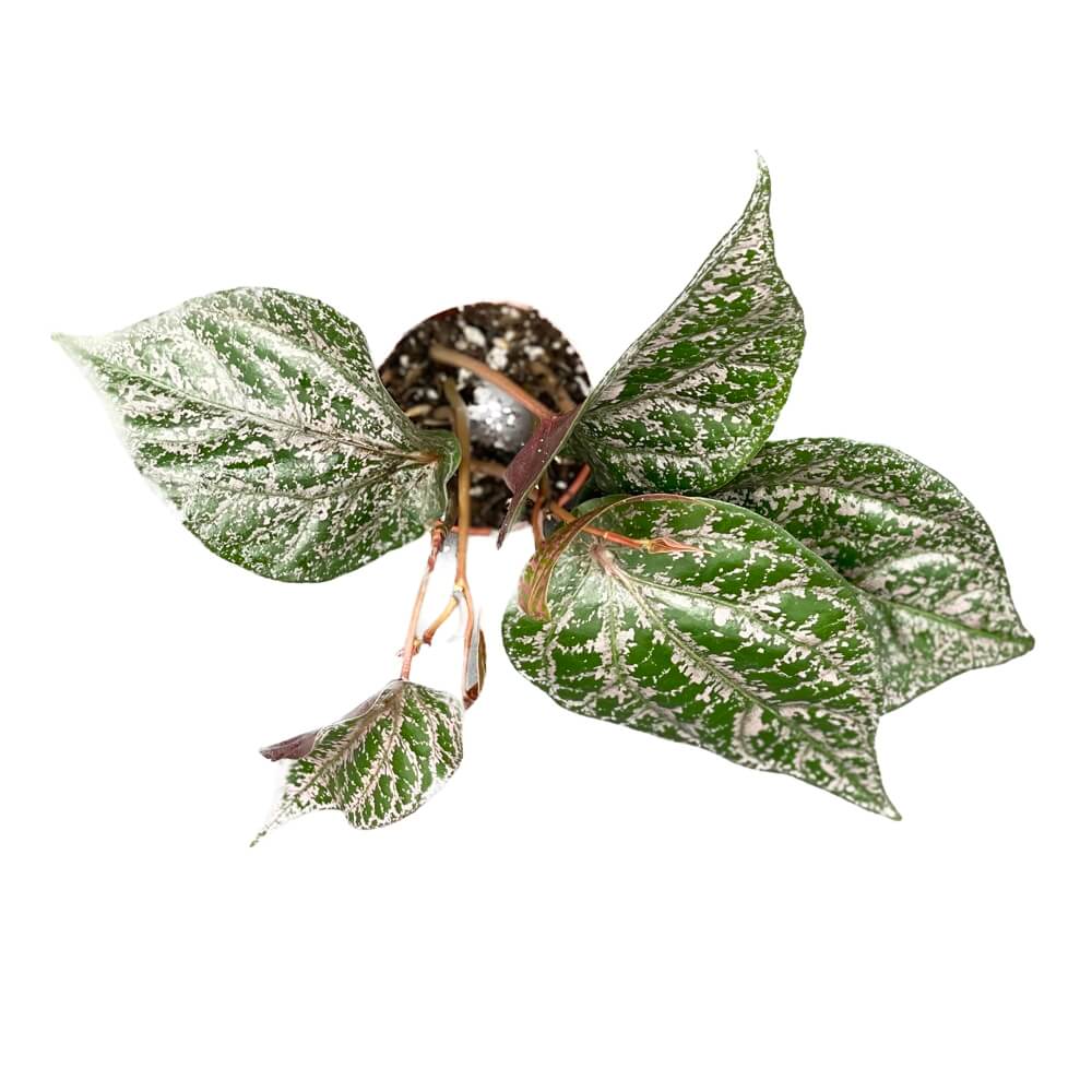 Piper crocatum potted plant in nursery pot on white background.