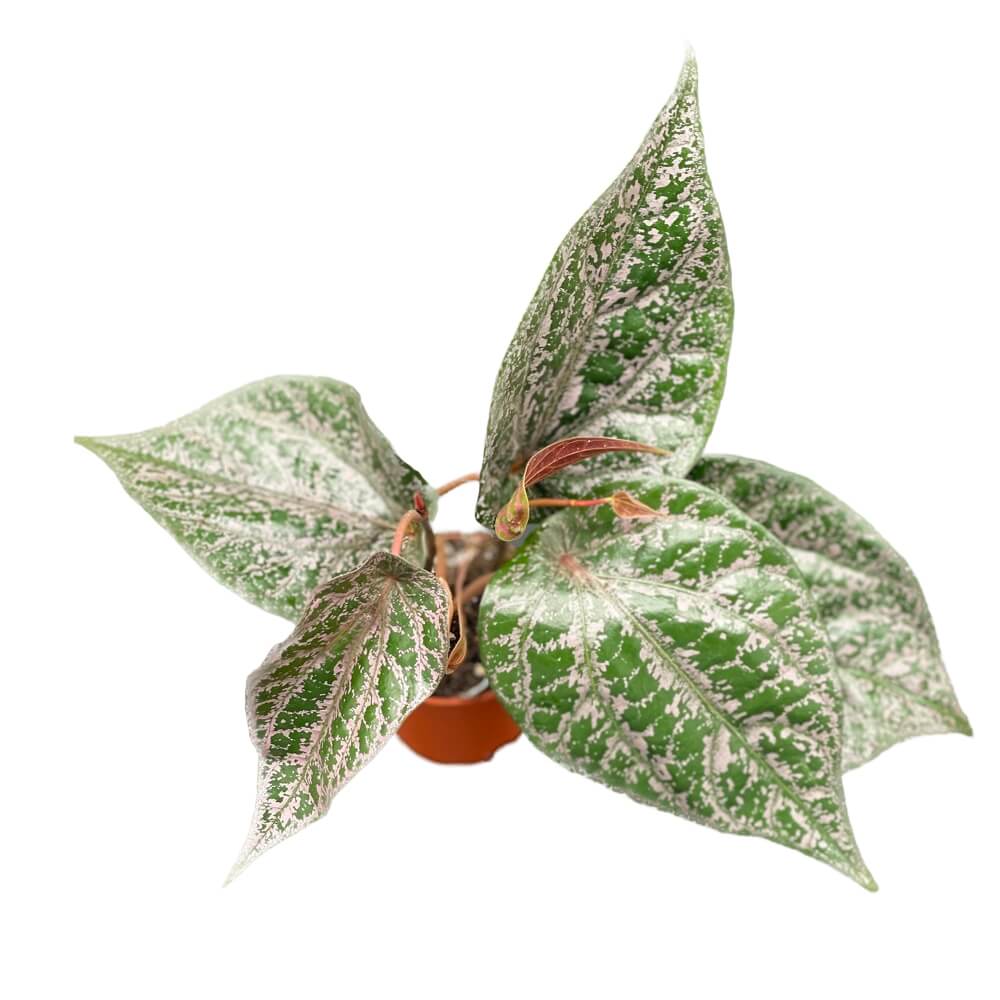 Piper crocatum potted plant in nursery pot on white background.