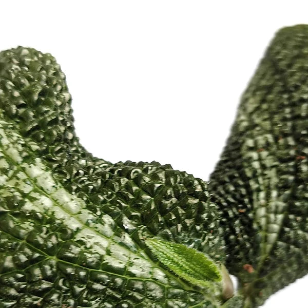 Piper marsupiiferum aff leaf close-up on white background.