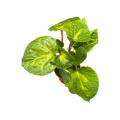 Piper methysticum ‘Bright Eyes’ potted plant in nursery pot on white background.