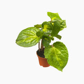 Piper methysticum ‘Bright Eyes’ potted plant in nursery pot on white background.