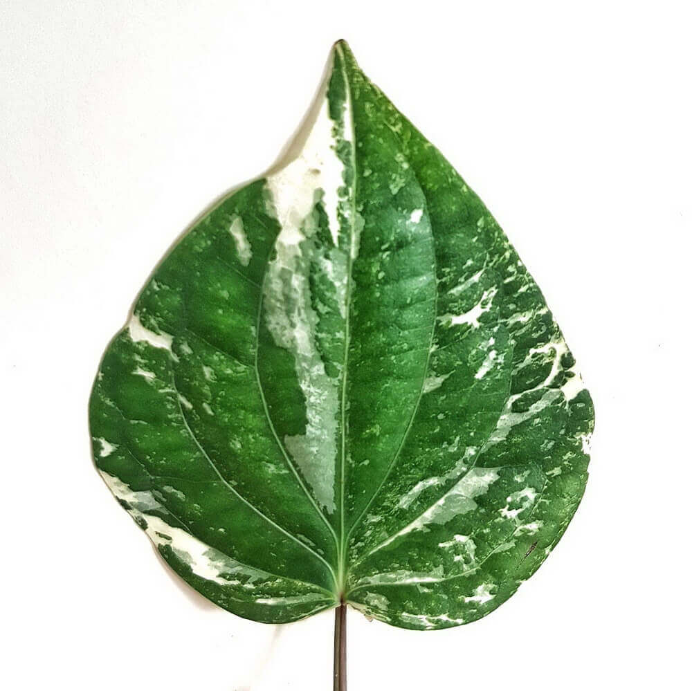Piper nigrum variegata – Blattdetail vor weißem Hintergrund..