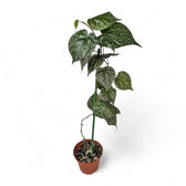 Piper ornatum potted plant in nursery pot on white background.