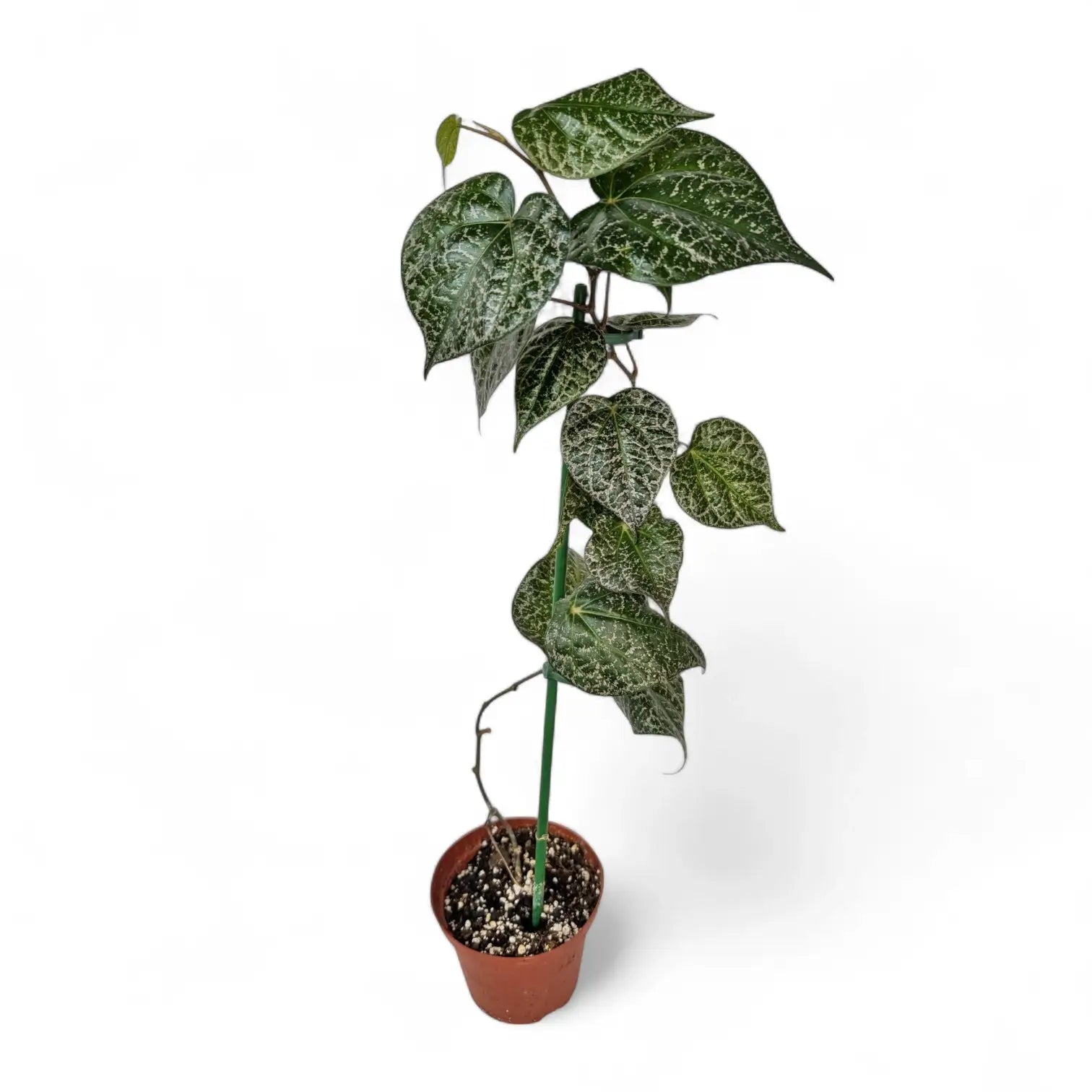 Piper ornatum potted plant in nursery pot on white background.