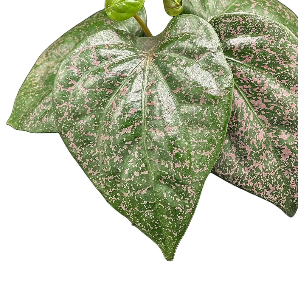 Piper sp. Indonesia 'Pink' – Blattdetail vor weißem Hintergrund..