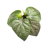 Piper sp. Indonesia 'Pink' potted plant in nursery pot on white background.