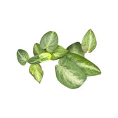 Piper sp. Indonesia 'Silver' potted plant in nursery pot on white background.