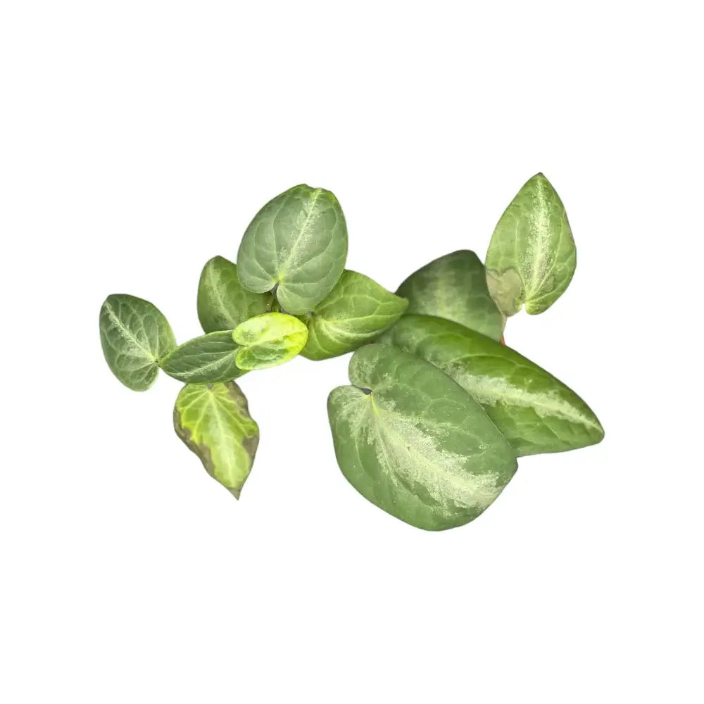 Piper sp. Indonesia 'Silver' potted plant in nursery pot on white background.