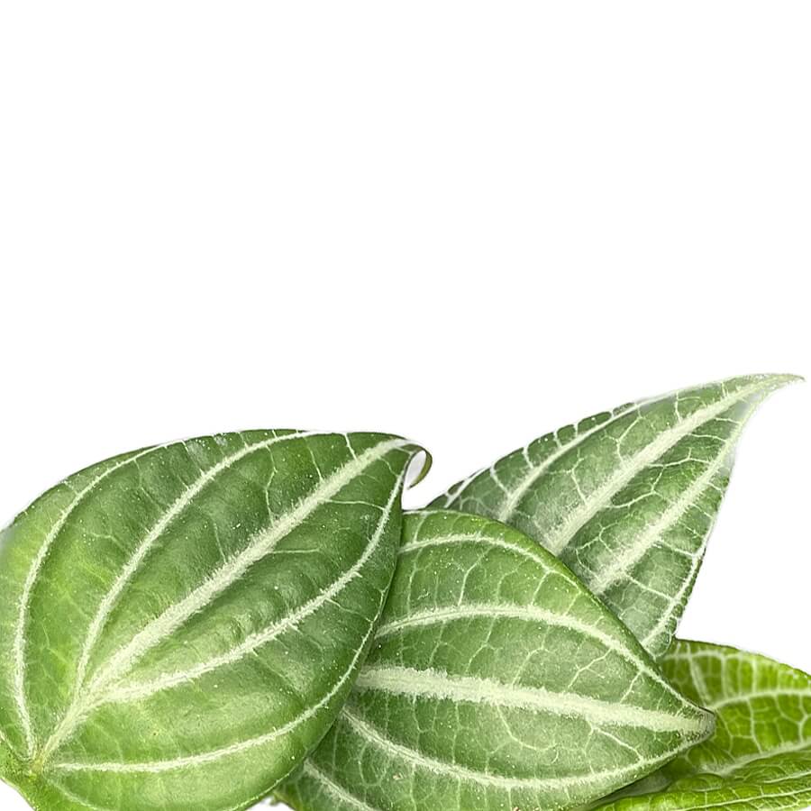 Piper sp. Kalimantan 'Watermelon' – Blattdetail vor weißem Hintergrund..