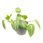 Piper sp. Kalimantan 'Watermelon' potted plant in nursery pot on white background.