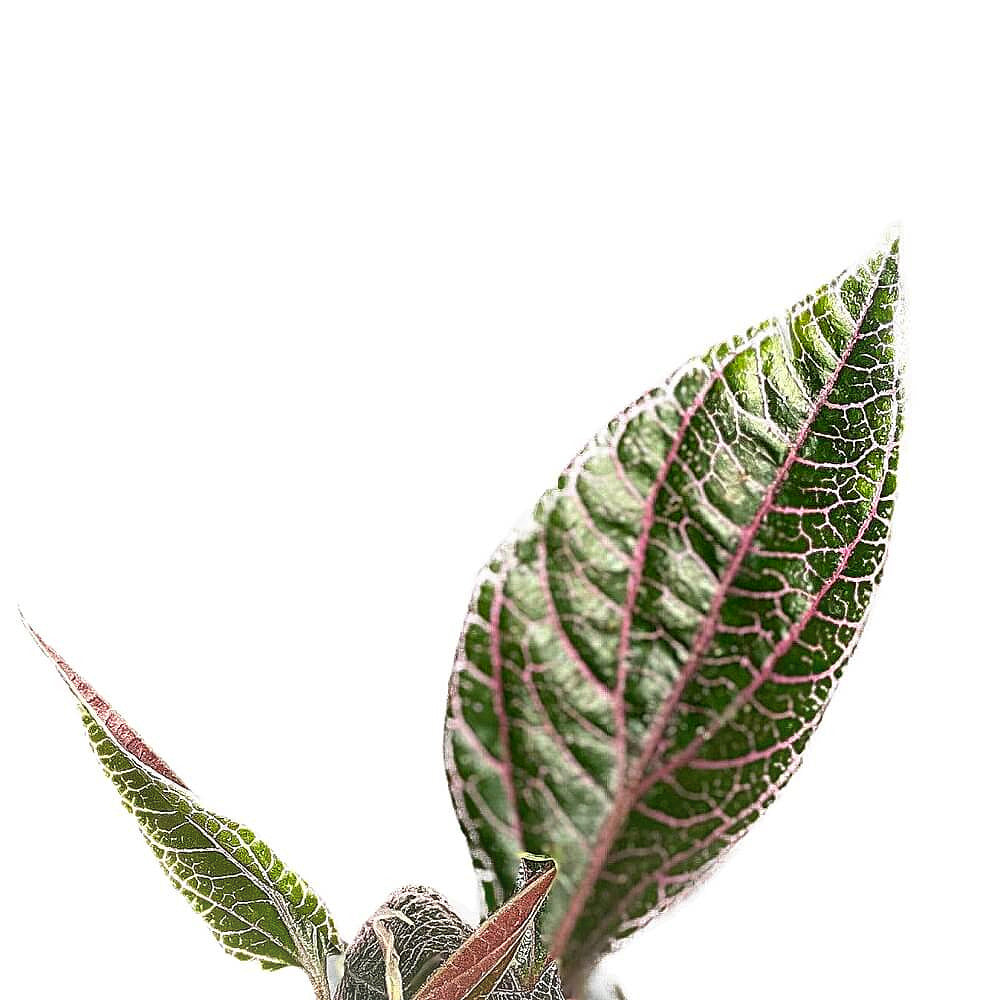 Piper sp. Sumatera 'Pink veins' – Blattdetail vor weißem Hintergrund..