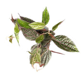 Piper sp. Sumatera 'Pink veins' potted plant in nursery pot on white background.