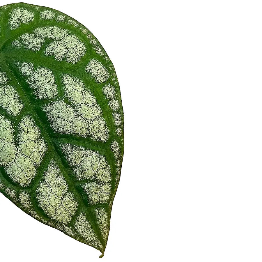 Piper sylvaticum main product photo on white background.