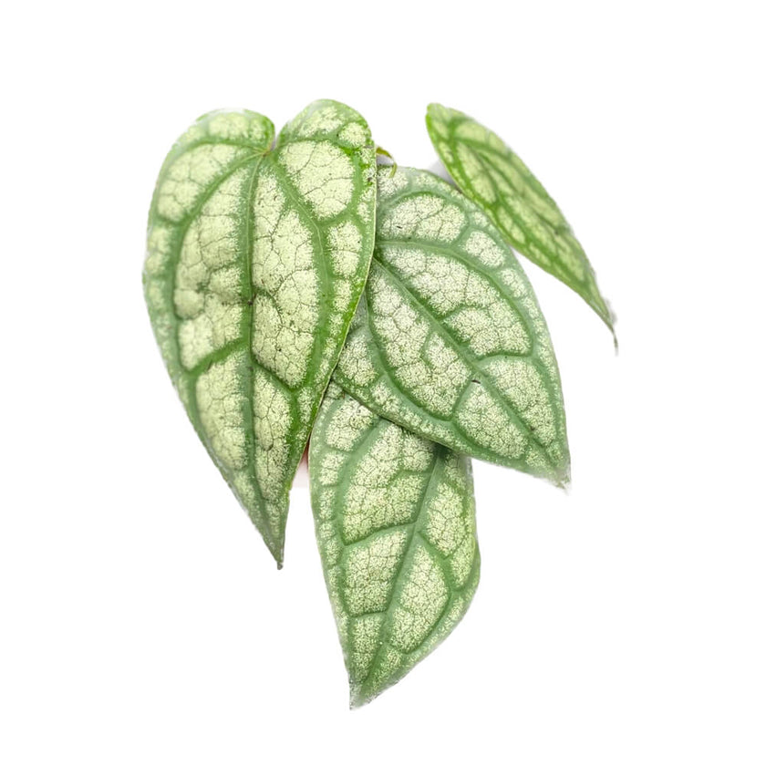 Piper sylvaticum plant photo.