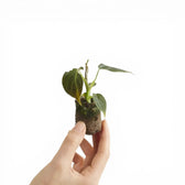 Philodendron 'Glorious' (gloriosum x melanochrysum) potted plant in nursery pot on white background.